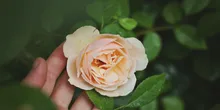 Rose Day : 112 करोड़ रूपये का है ये गुलाब, जानिए कैसे 15 साल में होता है उगकर तैयार