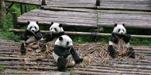 दूसरे देशों को पांडा गिफ्ट कर मालामाल हो गया चीन, जानिए इसके पीछे की खतरनाक डिप्लोमेसी