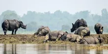 असम में सामने आया है गैंडे के अवैध शिकार का मामला, काजीरंगा राष्ट्रीय उद्यान में हुआ शिकार