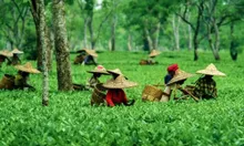 वित्तीय वर्ष 2022-23 में 3,300 करोड़ रुपये से अधिक की असम चाय बेची गई