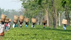 बराक घाटी के चाय बगान के 14 मालिकों के खिलाफ सख्त कदम उठाएगी सरकार 