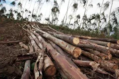 रेंजरों की शह पर तस्कर कर रहे वनों का विनाश  : केएसए