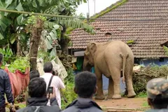 जंगली हाथियों के आतंक को रोकने के तरीके की तलाश 