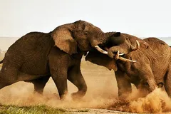 दो हाथियों के बीच हुई भयंकर लड़ाई, जानिए उसके बाद क्या हुआ?