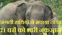 खैरानी चेचापानी में जंगली हाथियों ने मचाया तांडव, 21 घरों को भारी नुकसान