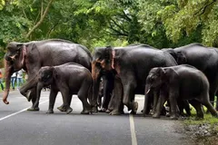 नहीं थम रहा जंगली हाथियों का उत्पात, गावों में आतंक