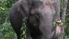 जंगली हाथियों का तांडव एक महिला समेत चार घायल