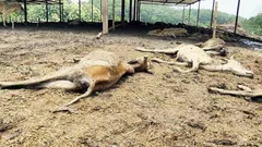 भाजपा के राज में मर गई 159 गायें, सोती रही सरकार 