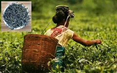 असम कैबिनेट ने चाय बगान मजदूरों को दी खुशखबरी, सरकार देगी 10 हजार रुपए

