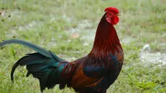 गजबः सरेआम हुआ मुर्गे का मर्डर, थाने पहुंचा मामला, जानिए पूरी कहानी