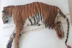 भारतीय जानवरों में भी फैला कोरोना? यहां पर हो गई शेरनी की मौत