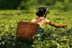 अप्रैल से दून के बागानों में महकेगी आसाम की स्वादिष्ट चाय, बड़े पैमाने पर होगा उत्पादन



