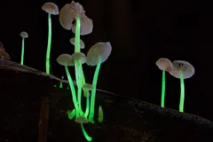 मेघालय के जंगलों में मिले 'इलेक्ट्रिक मशरूम', रात में छोड़ते हैं रोशनी