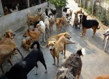 अब फिर से नागालैंड में बेचा जा सकेगा कुत्ते का मांस, सरकारी प्रतिबंध हटा




