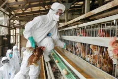 कोरोना के बीच अब इस देश में फैली ऐसी बीमारी, एक साथ की जाएगी 10 लाख मुर्गियों की हत्या