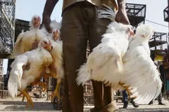 Bird Flu को लेकर सरकार का बड़ा कदम, बिना मुर्गे के होगी बिहू की दावत, आयात पर लगाई रोक