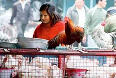 बर्ड फ्लू के कारण इस राज्य में बेहद सस्ता हुआ चिकन, जानिए क्या है रेट

