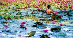 बंगाल की चुनावी फिजाओं के बीच तालाबों में खिला कमल का फूल, खुश हुए बंगाली किसान