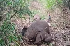 असम के नागांव में गिरी आकाशीय बिजली, 18 हाथियों की मौत



