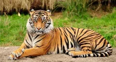 असम के चार बाघ अभयारण्यों को मिला कैट्स से प्रमाणन 





