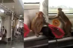 जब बंदर ने घुसकर मेट्रो का लिया मजा, वीडियो हुआ वायरल तो DMRC को कहनी पड़ी ऐसी बात
