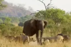 हाथी ने मचाया कोहराम, हमले में एक व्यक्ति की मौत, एक घायल




