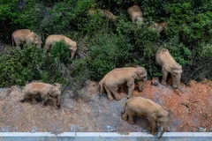 चीन : एक साल तक तबाही मचाने के बाद रिजर्व में लौट रहा हाथियों का झुंड