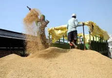 असम में धान की कम खरीदारी के खिलाफ ‘सत्याग्रह’ करेगी AJP, किसानों को मंझधार में छोड़ने का लगाया आरोप