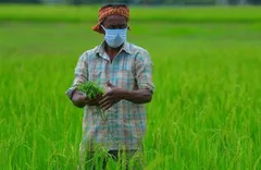 खेती से बदल रही है त्रिपुरा के किसानों की किस्मत,  कभी उग्रवाद प्रभावित था राज्य



