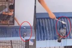 प्यासे कबूतर को बच्चे ने इतने प्यार से पिलाया पानी कि जीत लिया लोगों का दिल, देखें वीडियो