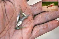 पास में भी फटेगा डेंगू-मलेरिया, घर ले आएं ये छोटी सी मछली, जानिए क्या है इसमें ऐसा खास