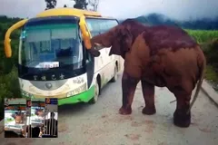 सरकारी बस पर हाथी ने कर दिया अटैक, वीडियो में देखें ड्राइवर ने कैसे यात्रियों को बचाया