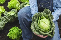 benefits of cabbage: शाकाहारी लोगों के लिए बेस्ट है ये सब्जी, लेकिन इस मौसम में भूलकर भी ना खाएं