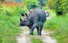 असम में पर्यटकों के लिए फिर से खुले Kaziranga National Park और टाइगर रिजर्व, मंत्री ने दी जानकारी



