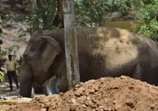असम में जंगली हाथी ने महिला को कुचल कर मार डाला, नदी में नहाने गई थी महिला
