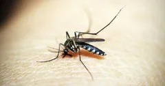 त्रिपुरा के ग्रामीण इलाकों में डेंगू का कहर, मरीजों की संख्या 255 हुई



