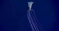 इस देश के समुद्र में दिखा Alien Squid, पारदर्शी जीव को देख वैज्ञानिकों के उड़े होश