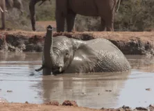 असम में वन अधिकारियों ने ग्रामीणों के साथ मिलकर तालाब में फंसे 5 हाथियों को बचाया