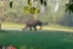 जंगली हाथी ने युवक पर किया हमला, कैमरे में कैद हुआ वीडियो 

