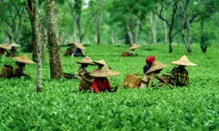 रिकॉर्ड कीमतों पर बिकी है असम की चाय, फिर भी बागान की पुरानी समस्याएं बरकरार