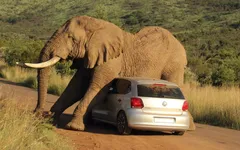 गुस्साए हाथी ने अचानक पलटा दी गाड़ी, वीडियो में देखें क्या हुआ लोगों का हाल