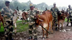 BSF ने संदिग्ध बांग्लादेशी Cattle smuggler को मार गिराया   