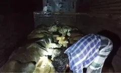 असम पुलिस ने दो गौ तस्करों को किया गिरफ्तार, 18 गायों को छुड़ाया