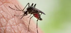 मच्छर काटने की वजह से शख्स के हुए 30 ऑपरेशन, कोमा में पहुंचा 



