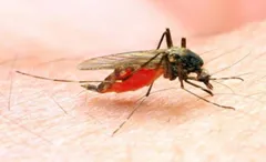 त्रिपुरा में अचानक बढ़े मलेरिया के मामले, चेतावनी जारी 