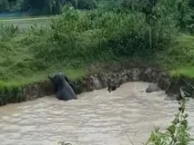  असम के गोलपारा में कीचड़ भरे तालाब में फंसे छह हाथियों को बचाया गया, जानिए पूरा मामला