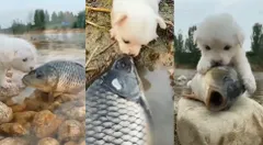 पानी से निकलकर डॉगी से मिलने आती है मछली, एक-दूसरे को करते हैं Kiss, देखें वीडियो




