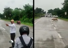 ट्रैफिक पुलिस ने रुकवा दी गाड़ियां, फिर शान से निकली बाघ की सवारी, देखें वीडियो