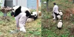 पांडा को पालना नहीं है आसान, केयरटेकर की हालत देख उड़ जाएंगे होश
