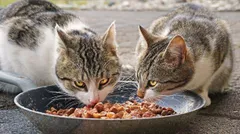यहां रेस्टोरेंट में मिलेगा बिल्लियों का खाना, जानिए क्या है वजह